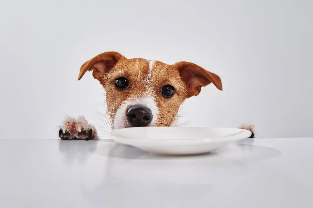 Köpeklerde Besin Alerjisi Nasıl Anlaşılır? Belirtiler ve Teşhis Yöntemleri