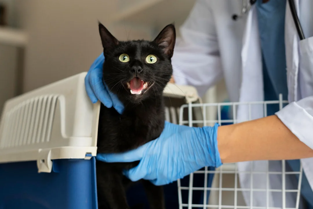 Yavru Kedilerde Aşı Takvimi