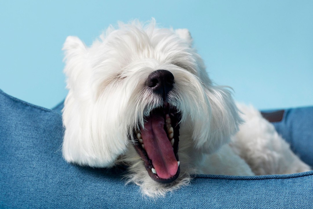 Köpeğinizin Ağzının Koktuğunu Nasıl Anlarsınız?