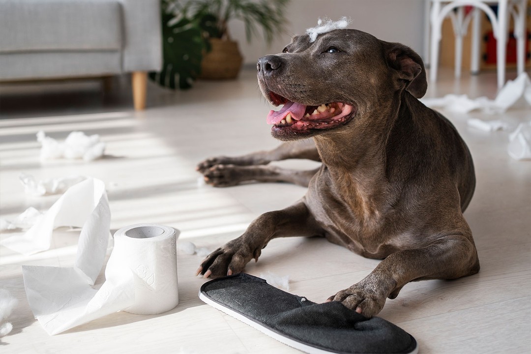 Köpeklerde Tuvalet Eğitimi Ne Kadar Sürer?