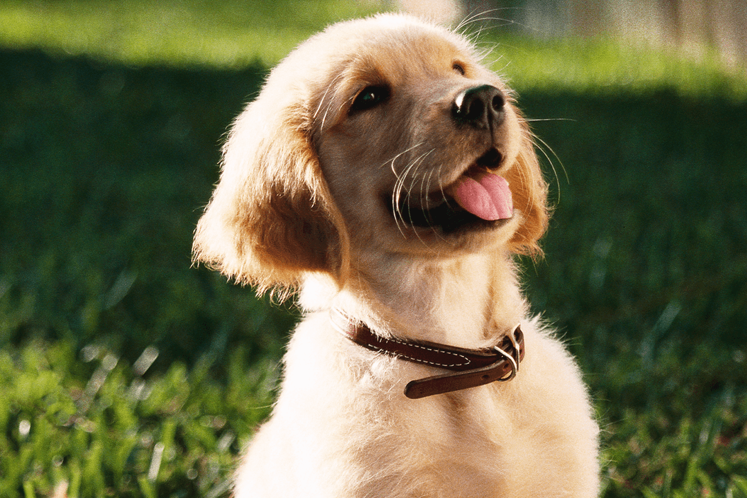 Yavru Köpekleri Nasıl Mutlu Edebiliriz?