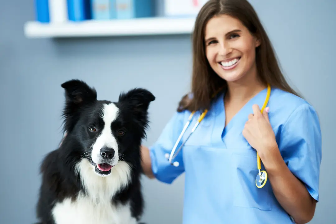Köpeklerde Kaşıntıyı Dindiren Bitkisel ve Doğal Çözümler