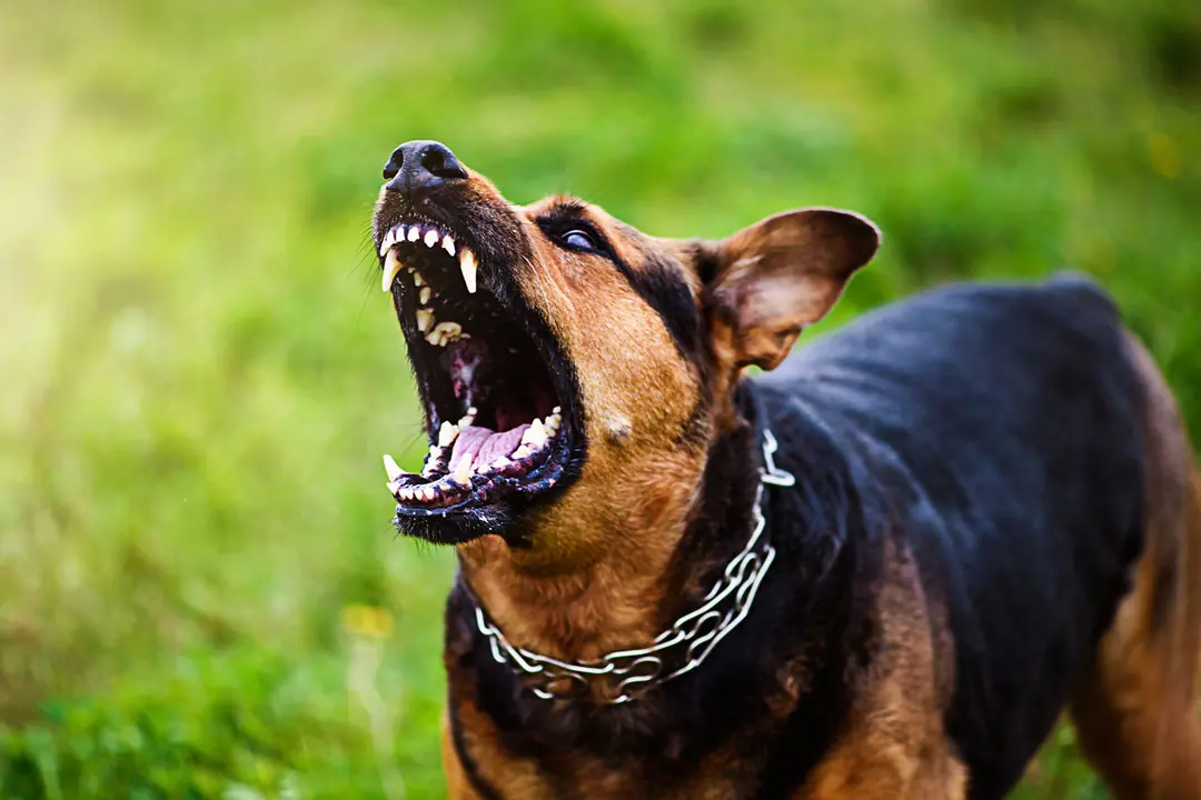 Köpeklerde Pozitif Pekiştirmenin Önemi