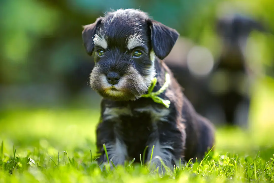 Yavru Köpek Nasıl Sosyalleştirilir?