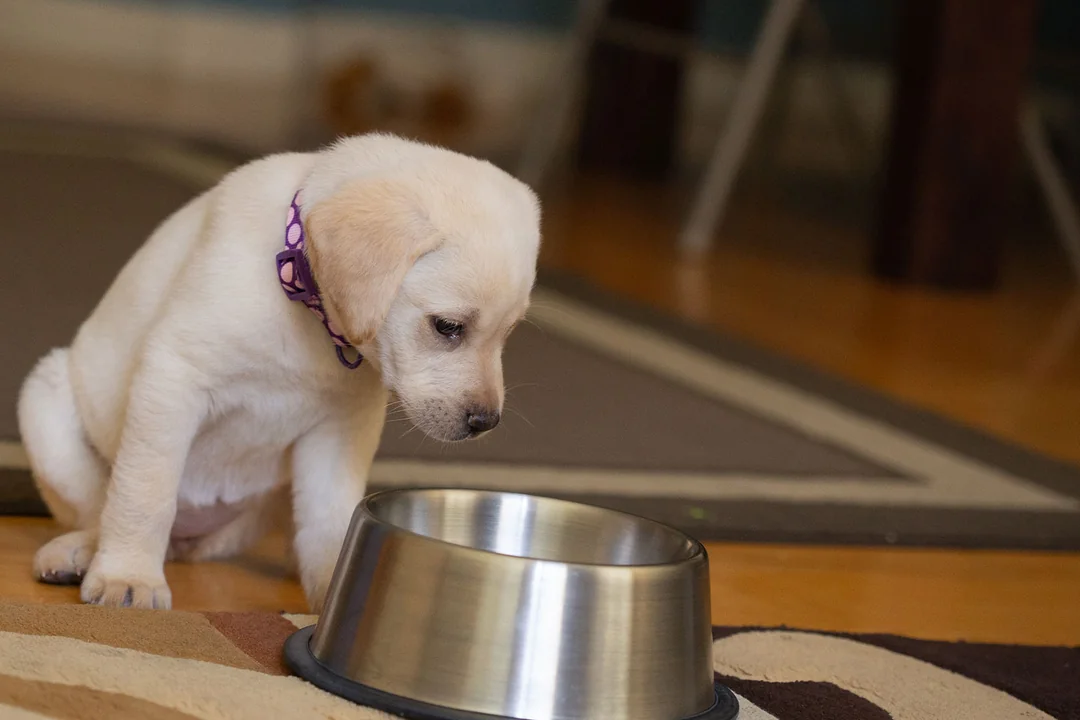 Yavru Köpekler İçin İdeal Besin Kaynakları