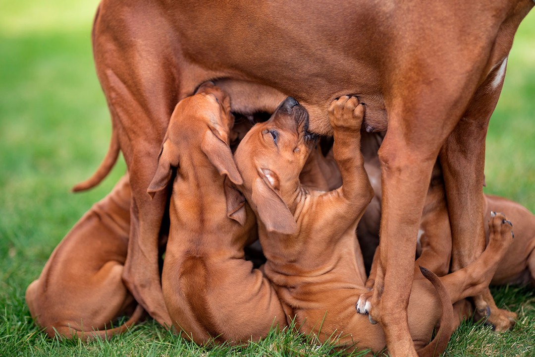 Köpeklerde Gebelik Evreleri ve Aşamaları