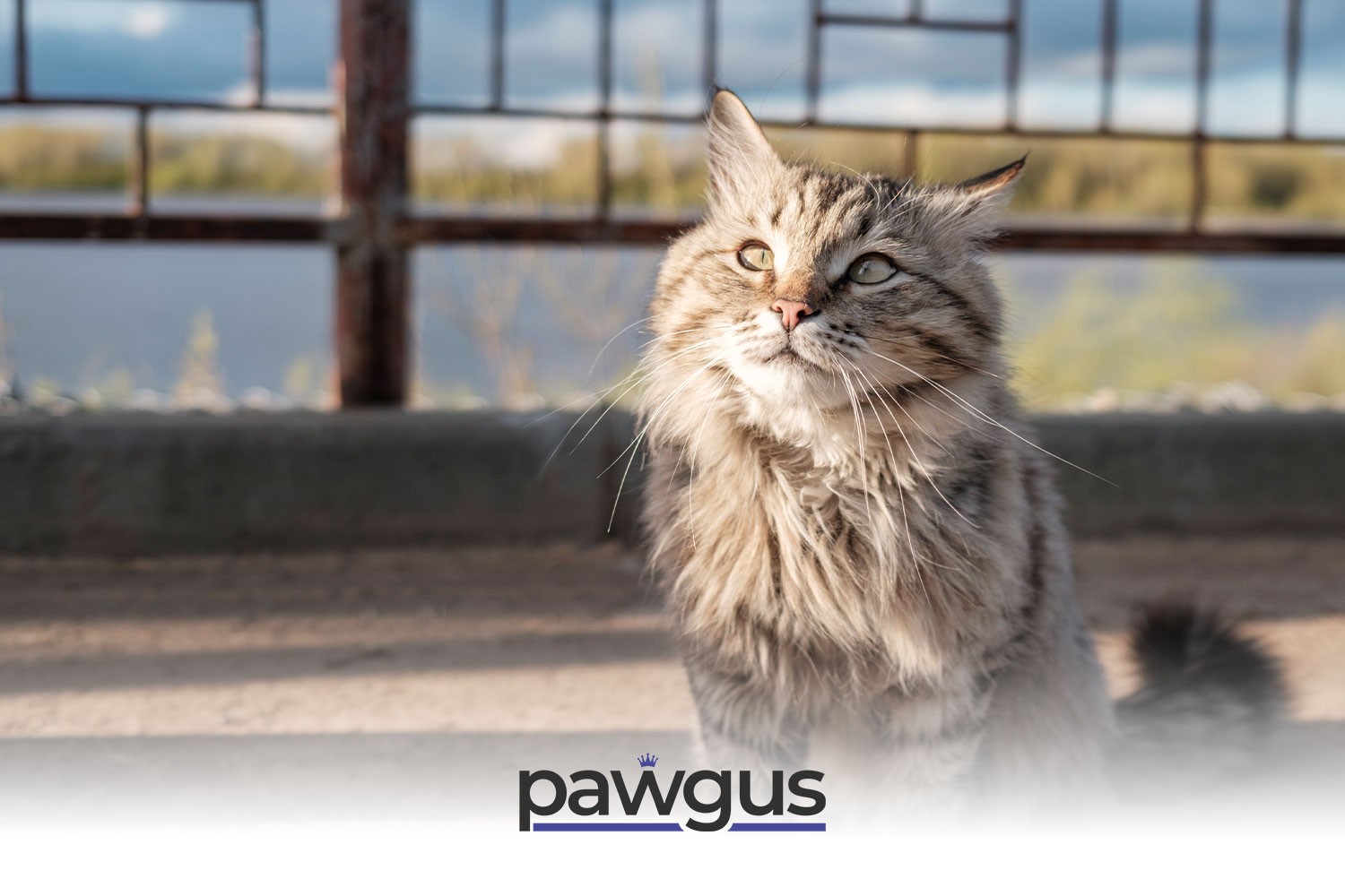 KEDİNİN ÖLECEĞİ NASIL ANLAŞILIR?
