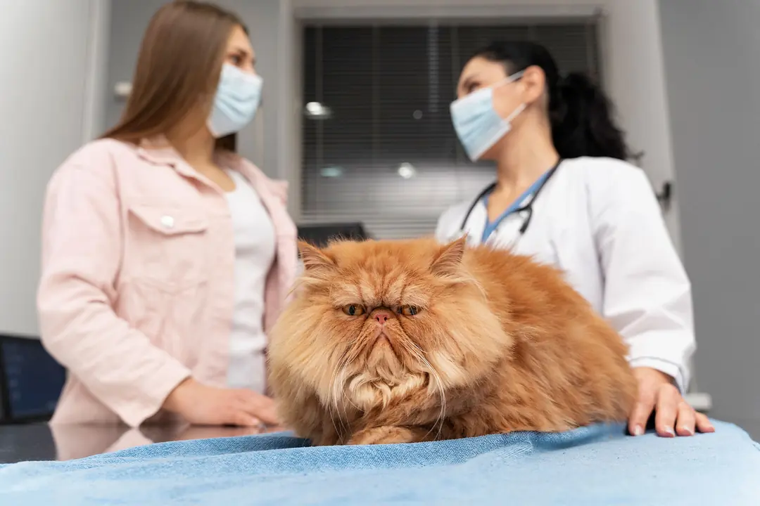 Kedi FIV (Feline Immunodeficiency Virus) Nedir?
