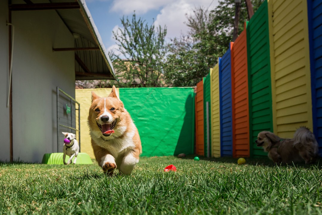 Köpekler İçin Kulübe Yaşam Alanının Avantajları