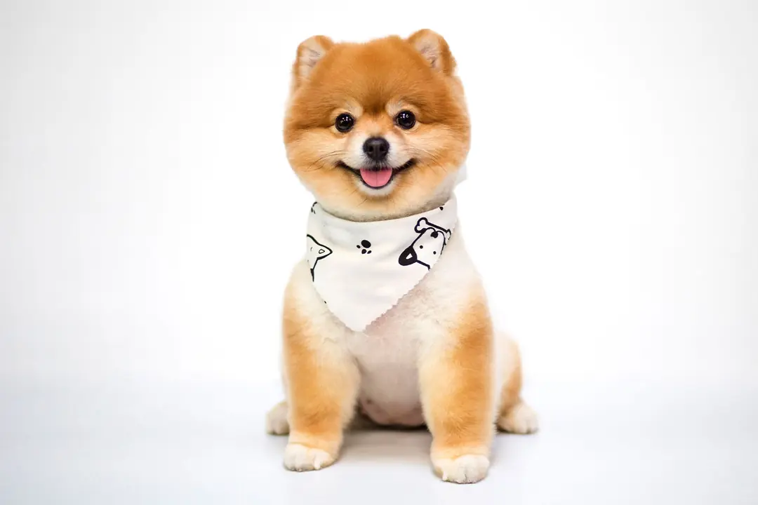 Pomeranian Boo'unun Tarihçesi