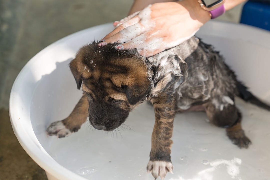 Yavru Köpek Yıkamak Zararlı Mıdır?
