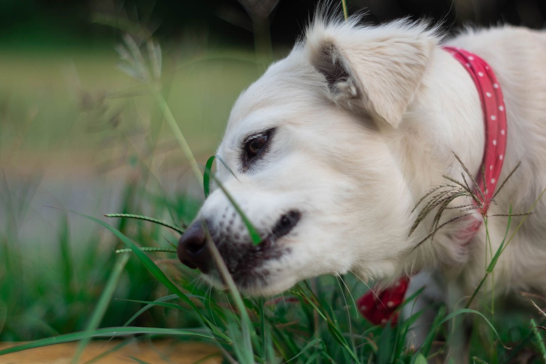 Koku duyusu en hassas köpek cinsleri