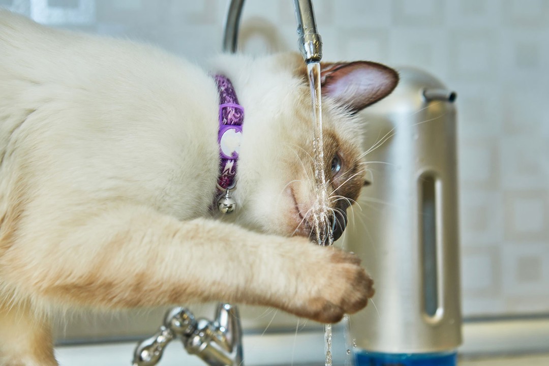 Hangi Durumda Veterinere Gidilmelidir?
