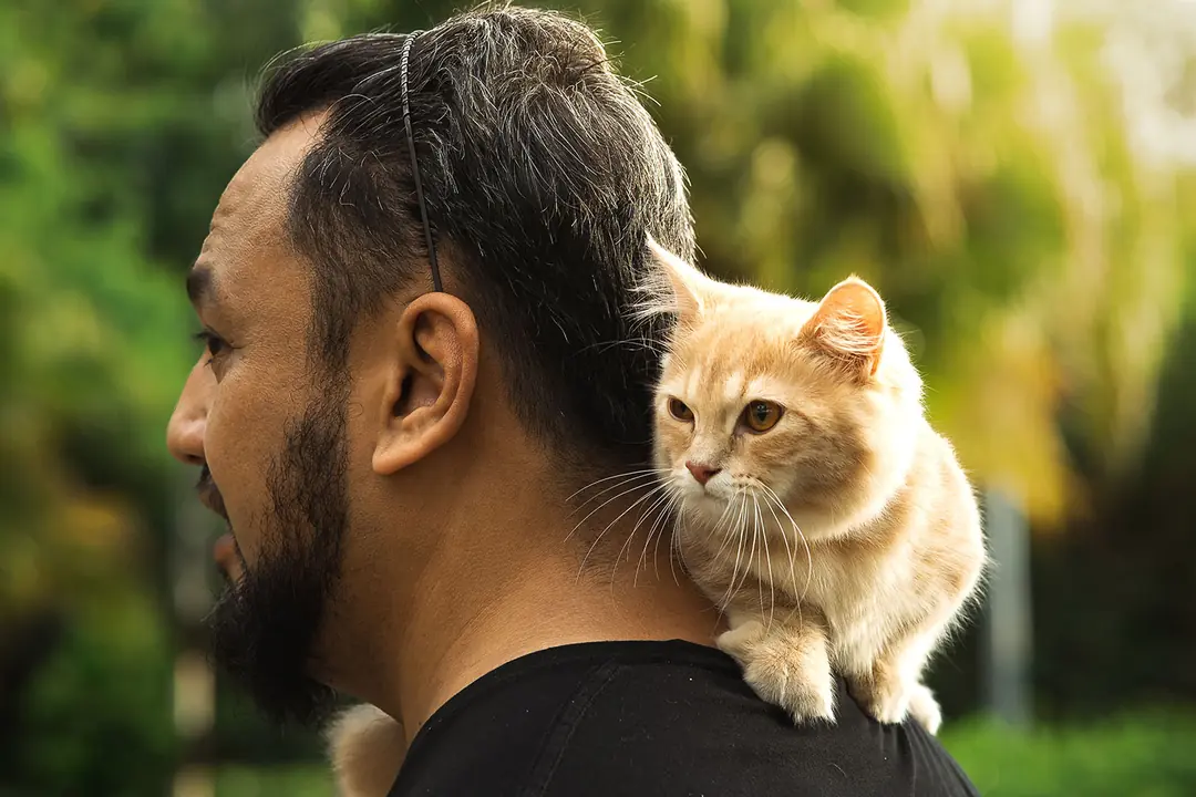 Kediler 7 Canlıdır: En Tehlikeli Yanılgı