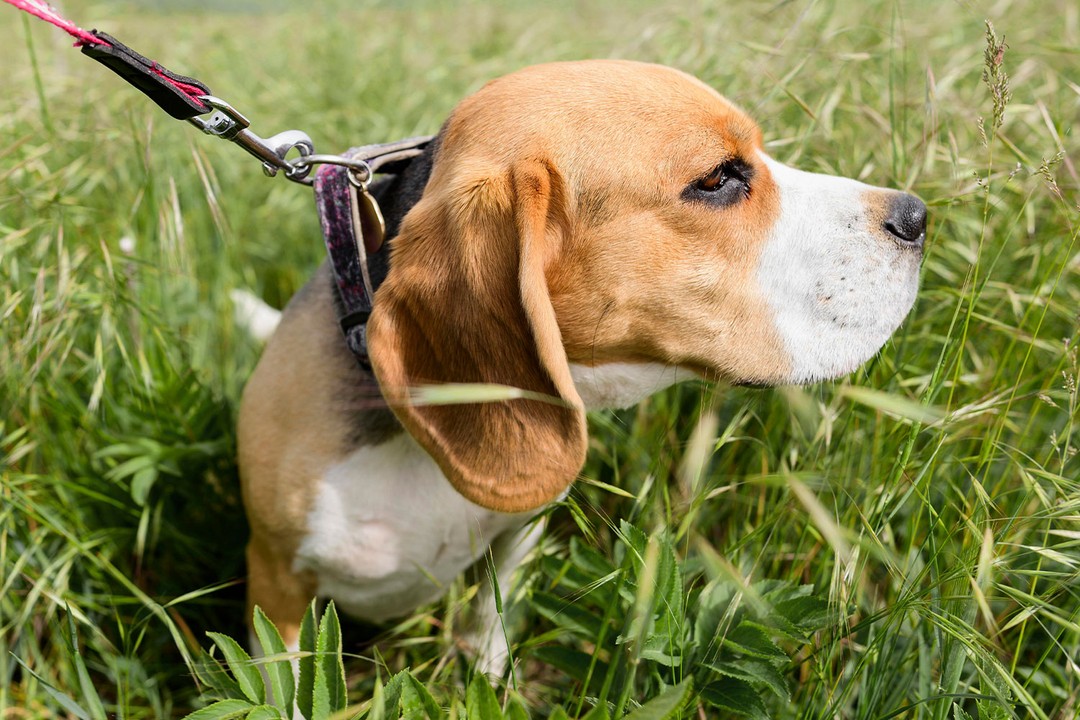 Köpeğinizin Bir Sorunu Mu Var?