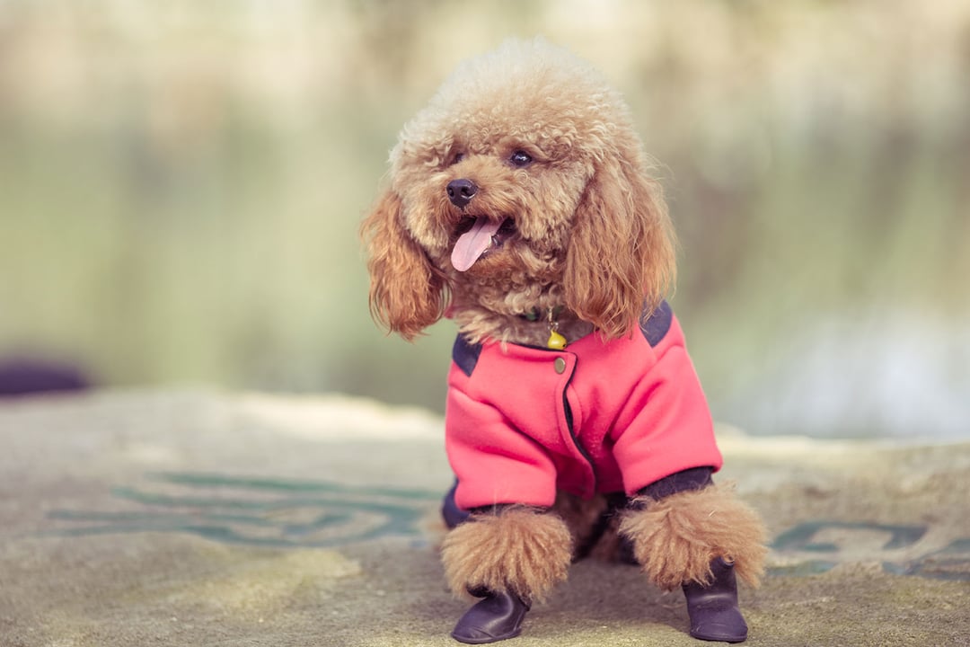Poodle (Kaniş)