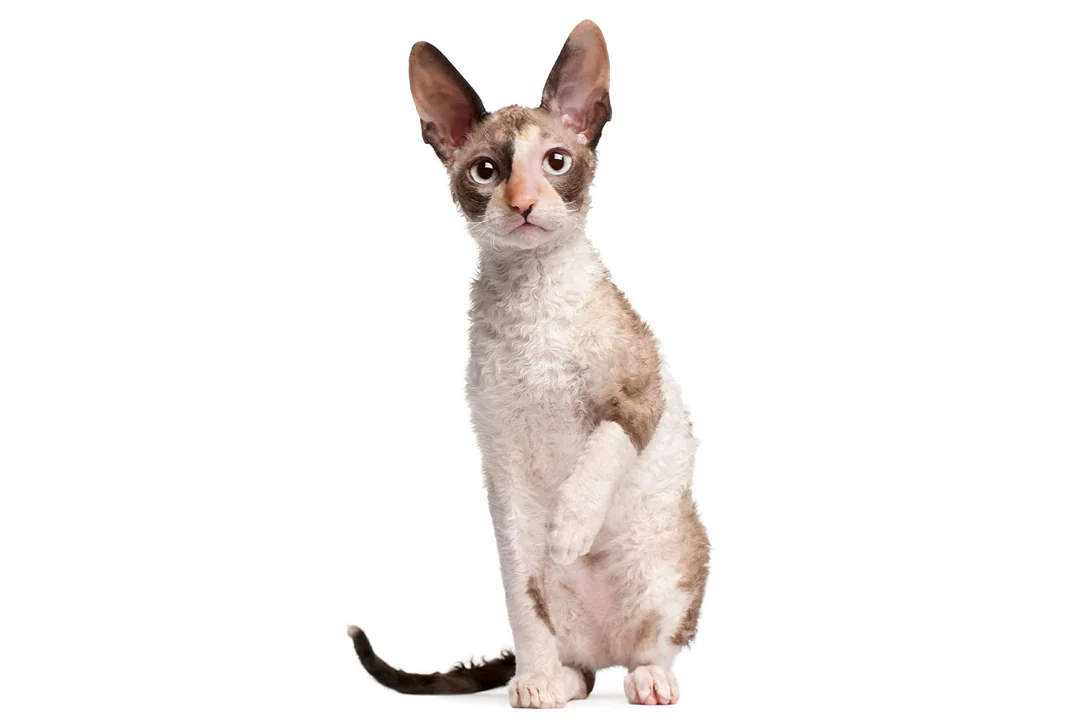 Cornish Rex
