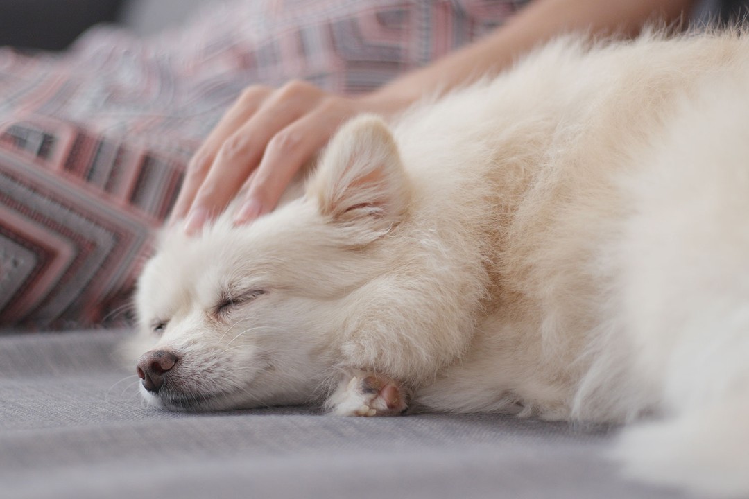 Köpekler Neden Geceleri Hırlar?