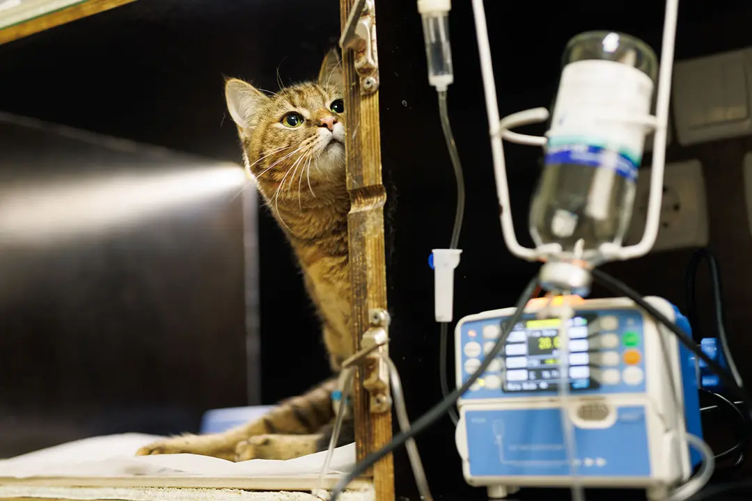 Kedilerde Kronik Böbrek Yetmezliği (KBY) Nedir?