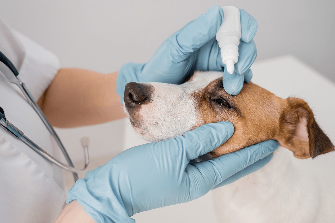 Köpeklerin Gözleri Neden Kirlenir?