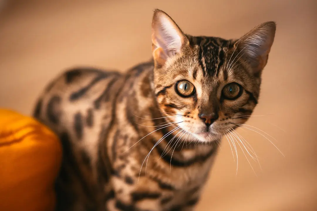 Bengal Kedisi Tarihçesi ve Kökeni