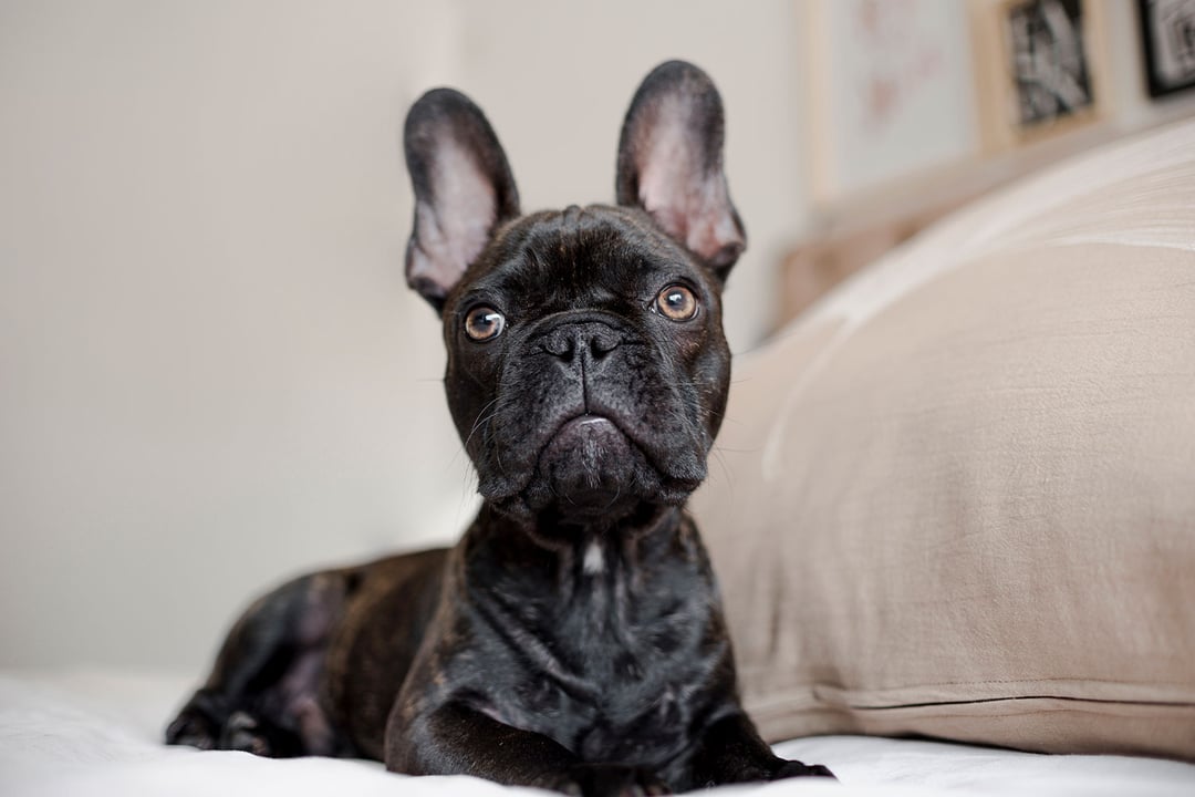 French Bulldog (Fransız Buldoğu)