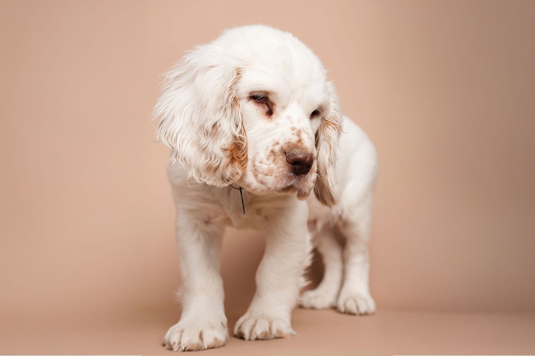 Köpekleri Alerjilerden Koruma Yolları