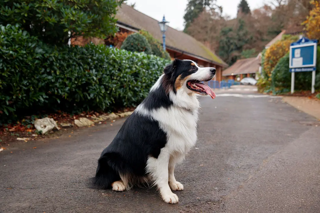 Bakım ve Egzersiz İhtiyaçları