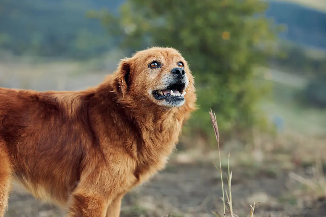 Köpeklerde En Yaygın 7 Havlama Türü