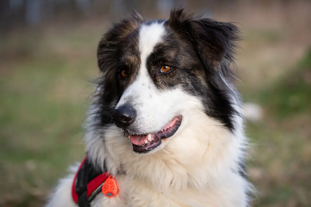 Sonsuz Enerji Kaynağı: Border Collie ve Avustralya Çoban Köpeği