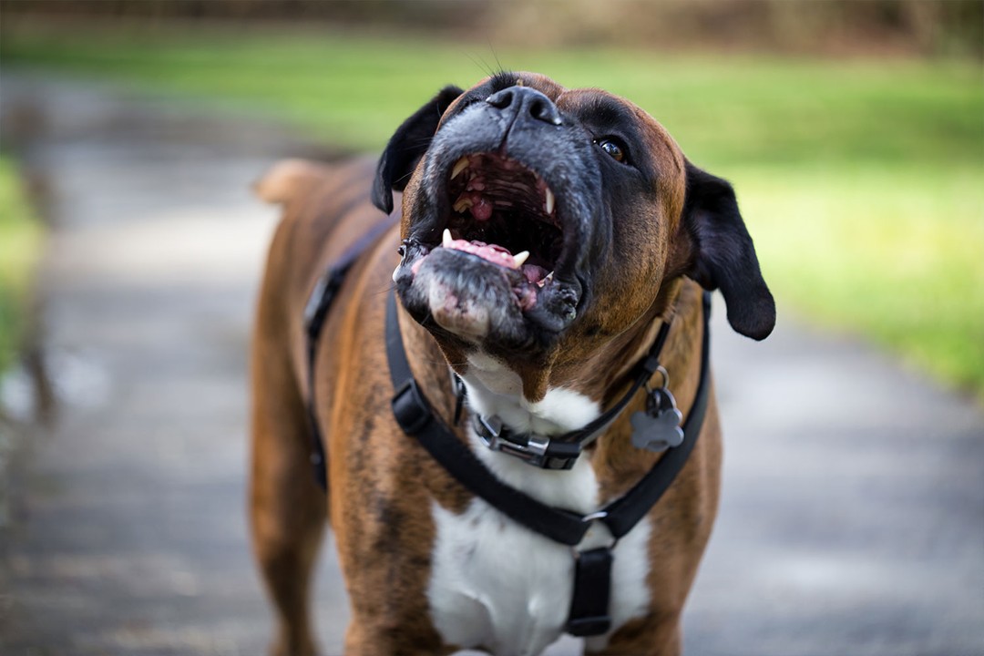 Köpeğim Önceden Havlıyordu Şimdi Havlamıyor?