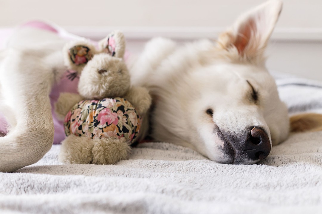 Köpeklerde Sağlıklı Uyku Neden Önemlidir?