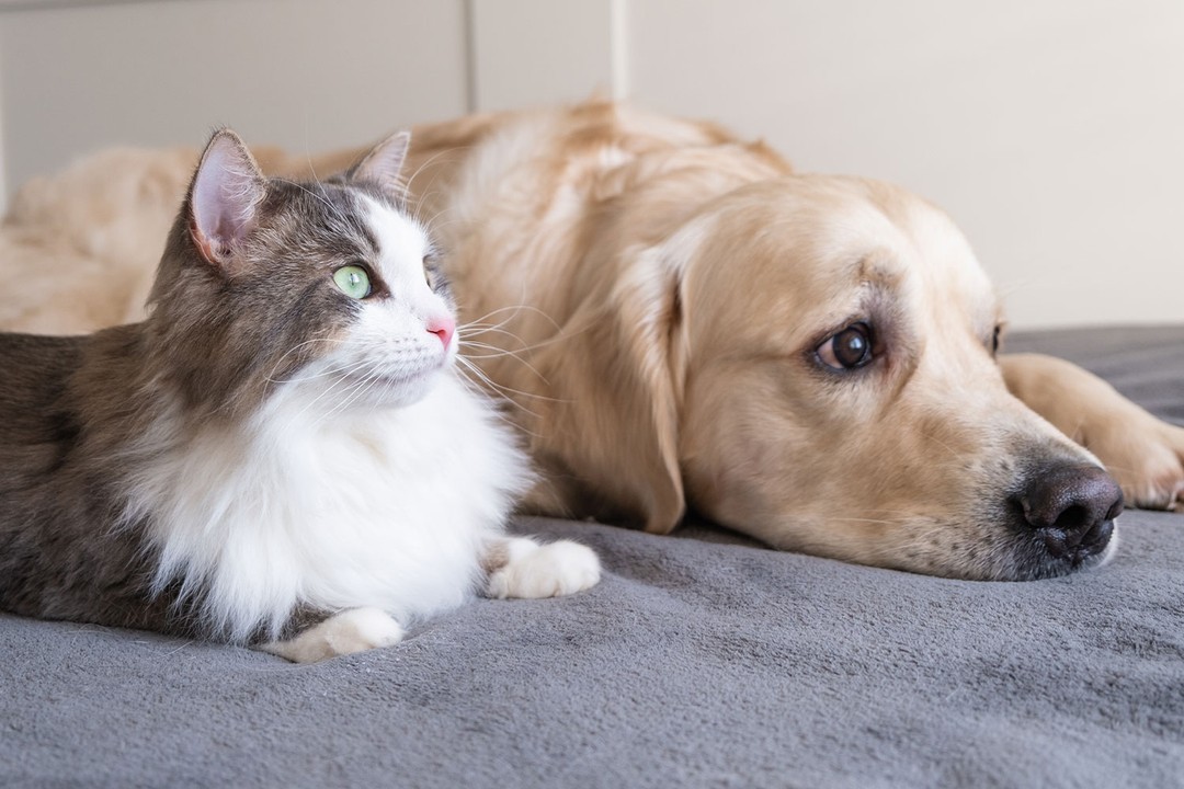 Kedi ve Köpeği Tanıştırmadan Önce Hazırlık