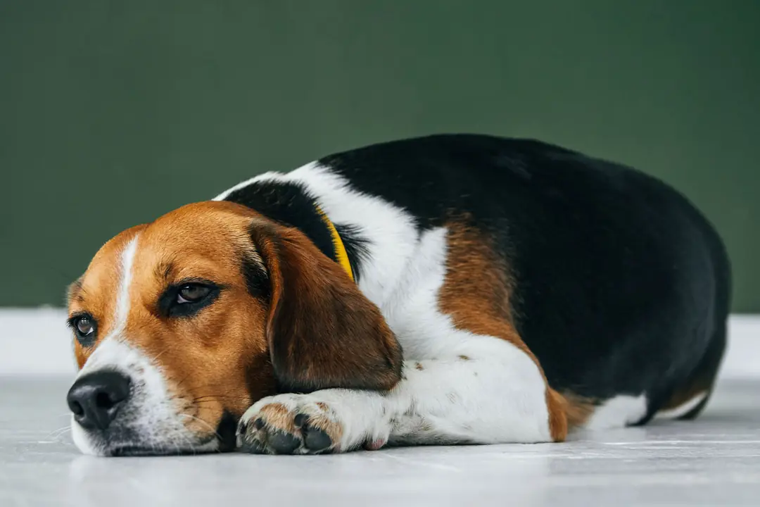 Saldırganlık Türleri ve Nedenleri