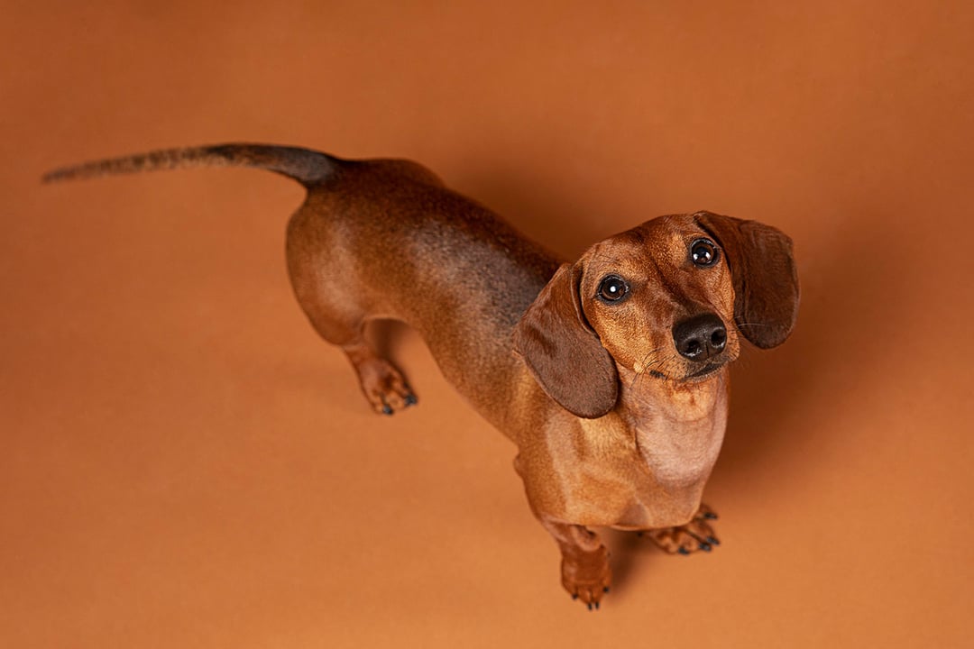 Basset Hound