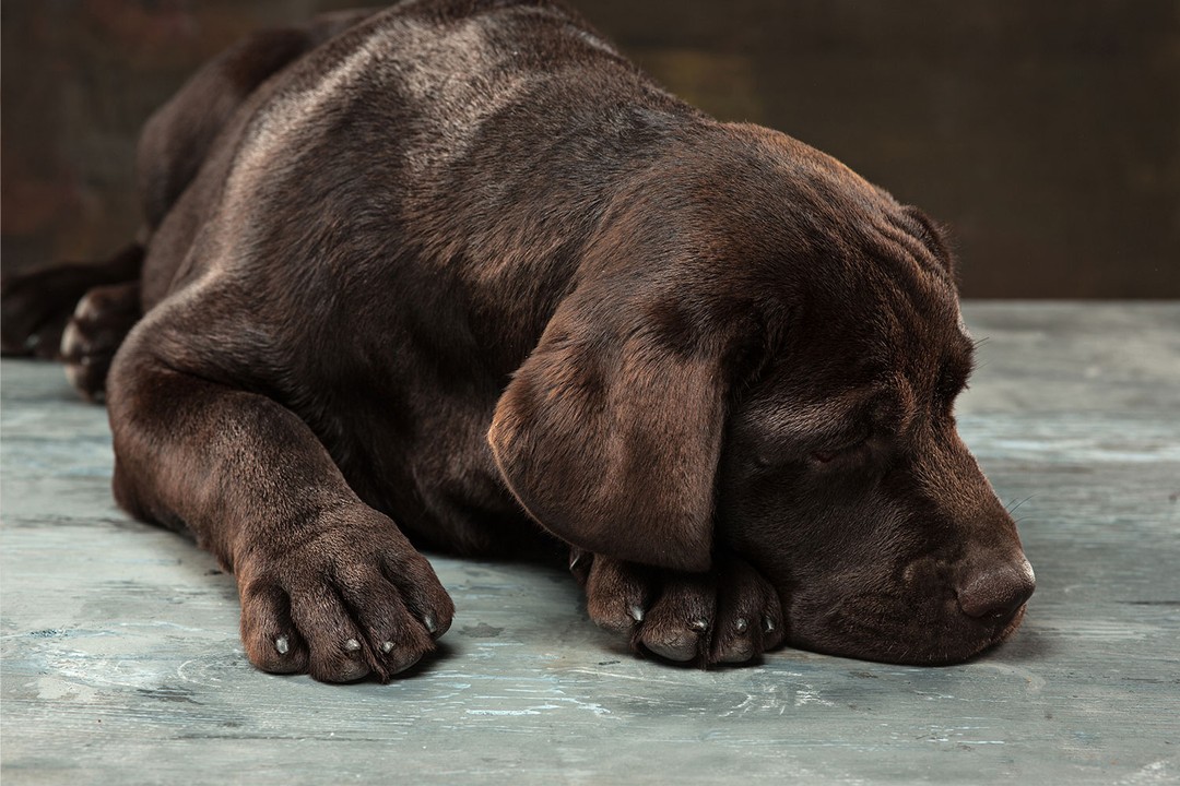 Köpeklerde Zehirlenme Belirtileri