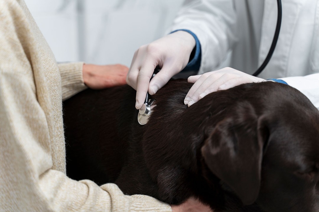 Köpeklerde böbrek yetmezliğinin belirtileri