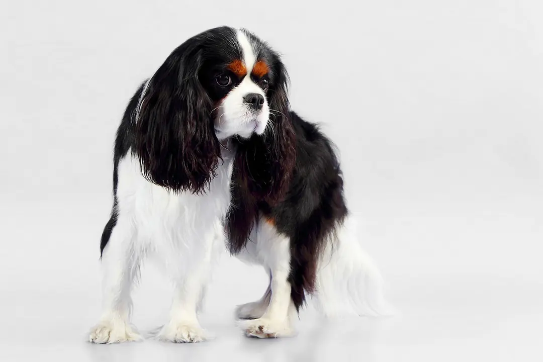 Cavalier King Charles Spaniel