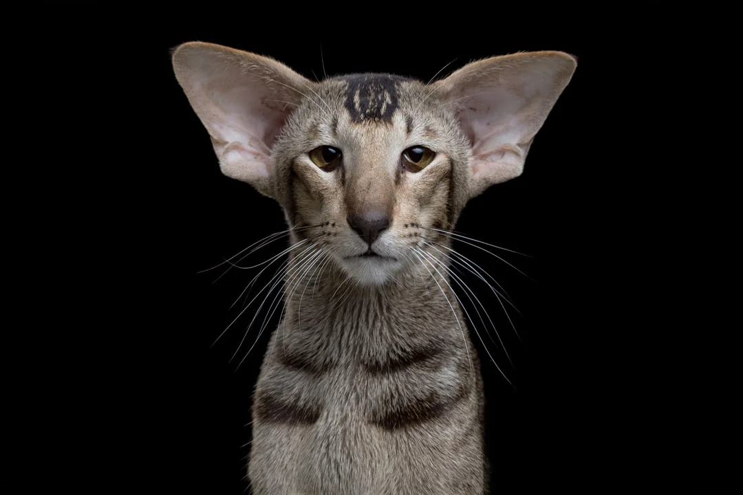 Oriental Shorthair