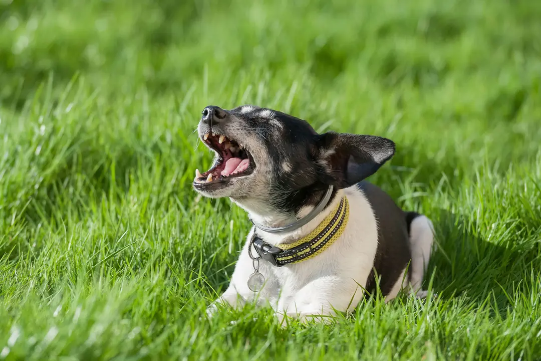 Havlamayı Kontrol Altına Alma: 