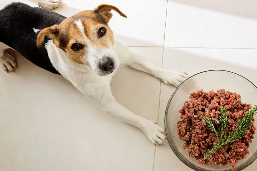 Köpeklerde Mide Dönmesinin Belirtileri Nelerdir?&nbsp;