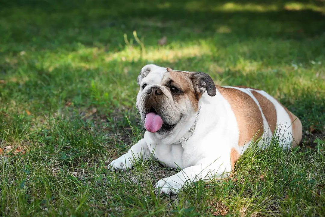 Köpeklerde Diyabet Tamamen İyileşir mi ve Tedavisi Nasıldır?&nbsp;