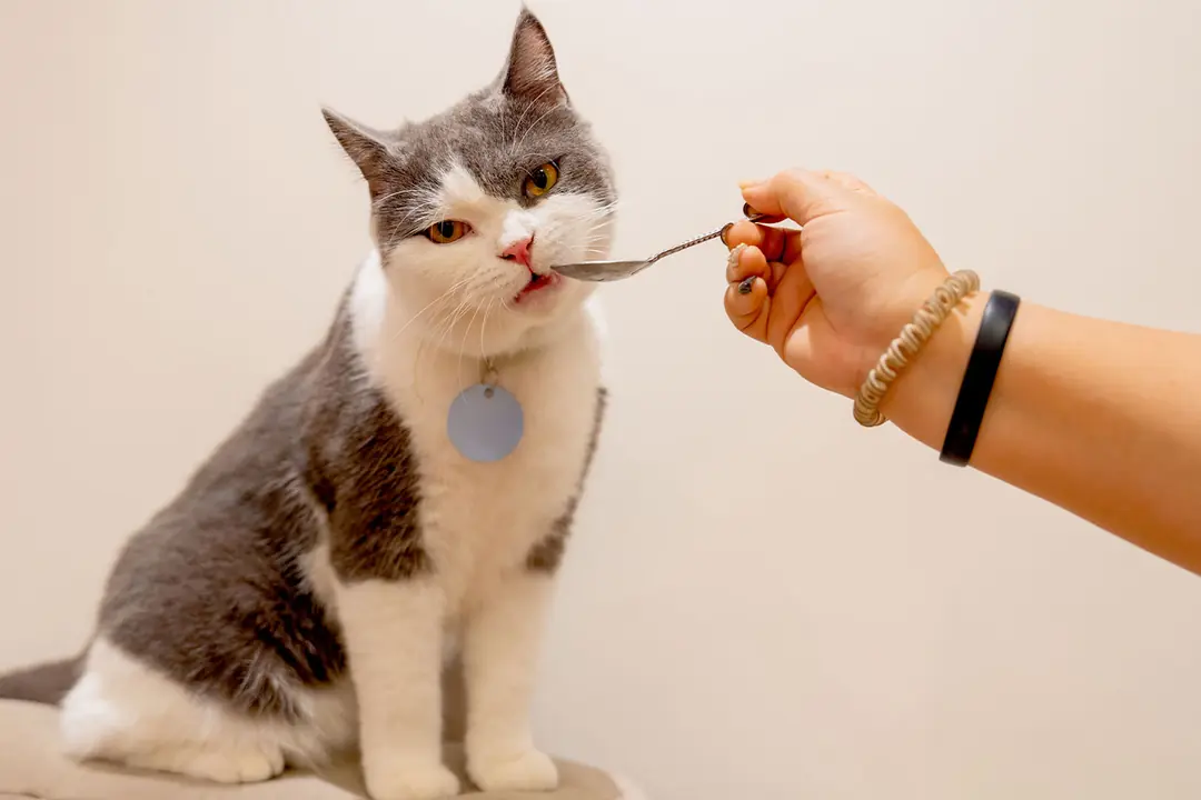 Mevsimsel İştah Artışını Kontrol Altına Alma Stratejileri&nbsp;