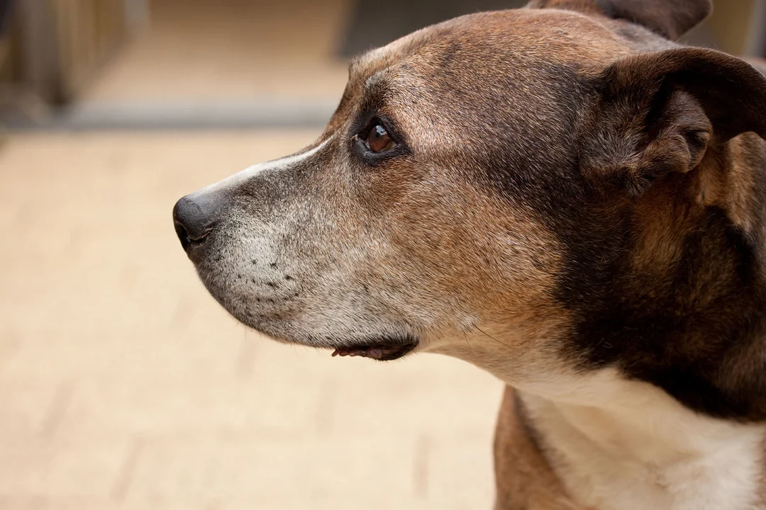 Kedi Köpek Aknesi Nedir?