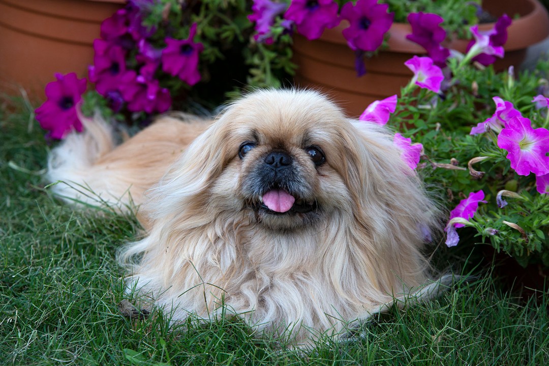 Pekingese