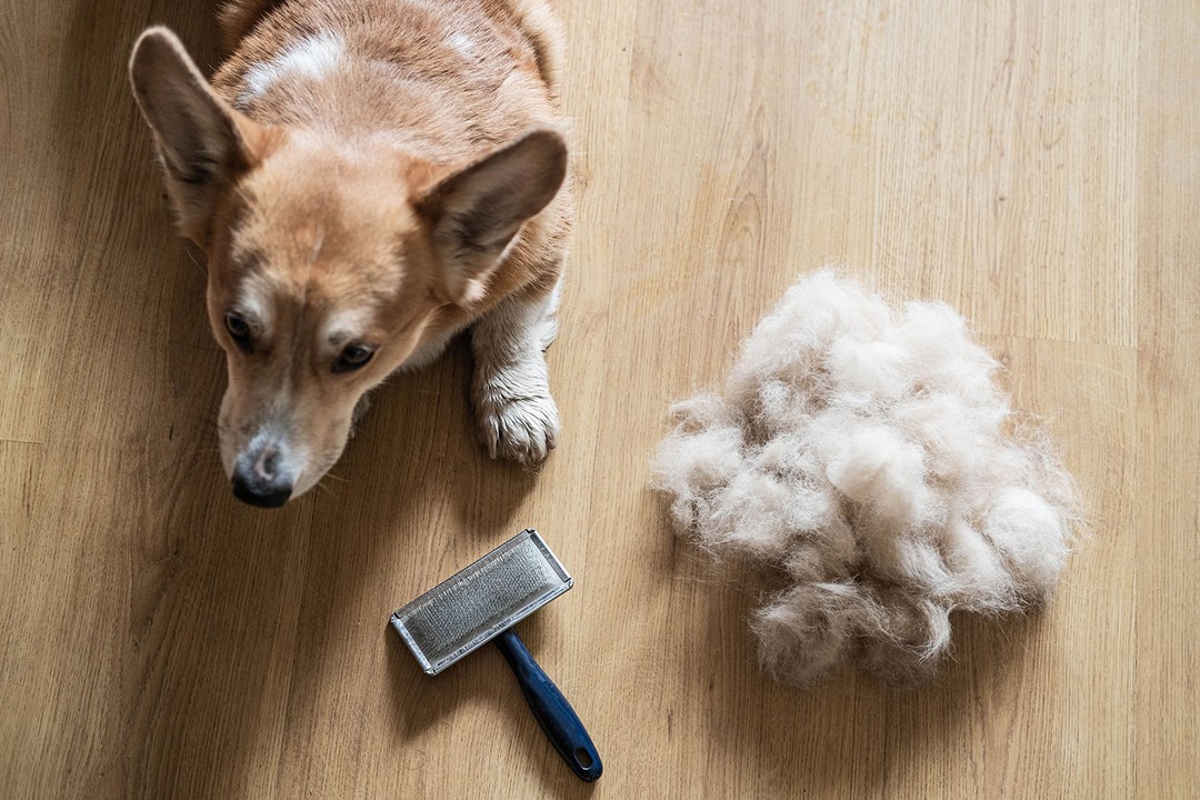 Köpeklerin Hangi Dönemlerde Tüy Dökülmesi Artar?