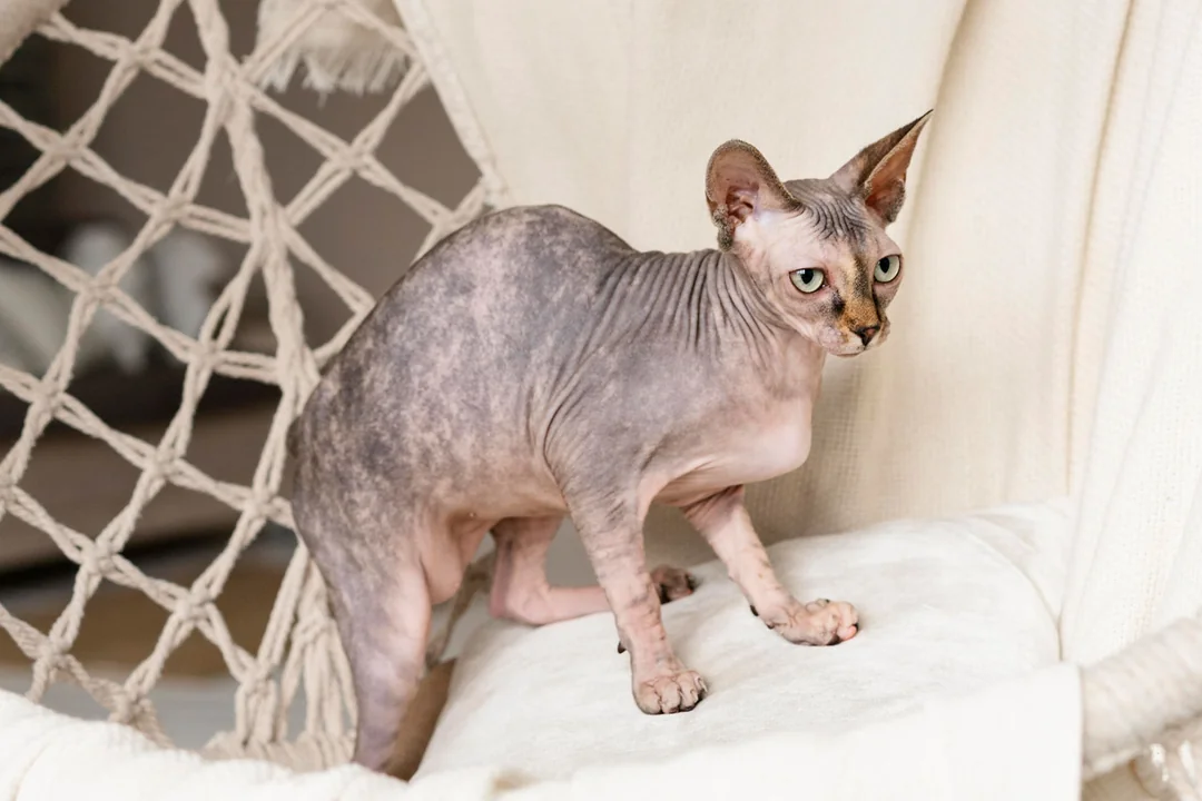 Sphynx