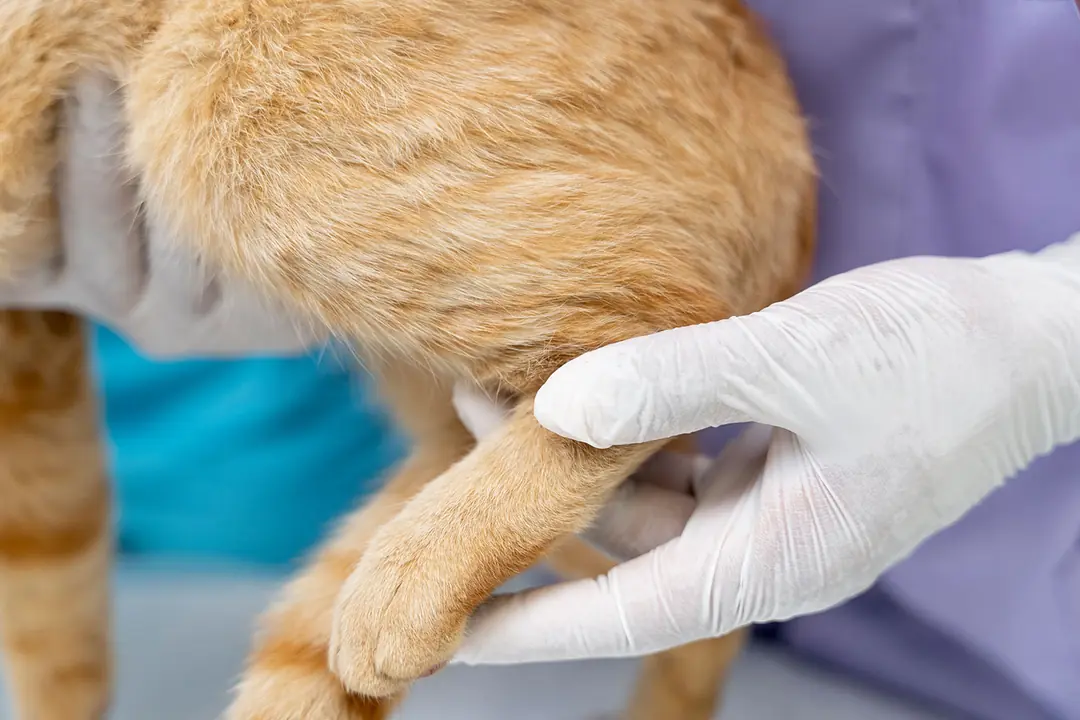 Köpeklerde Eklem Sağlığı Neden Önemli?