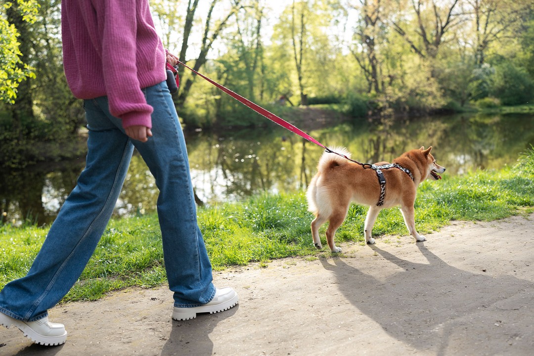 Köpeğinizin Tasmasını Çekiştirmesini Nasıl Önleyebilirsiniz?