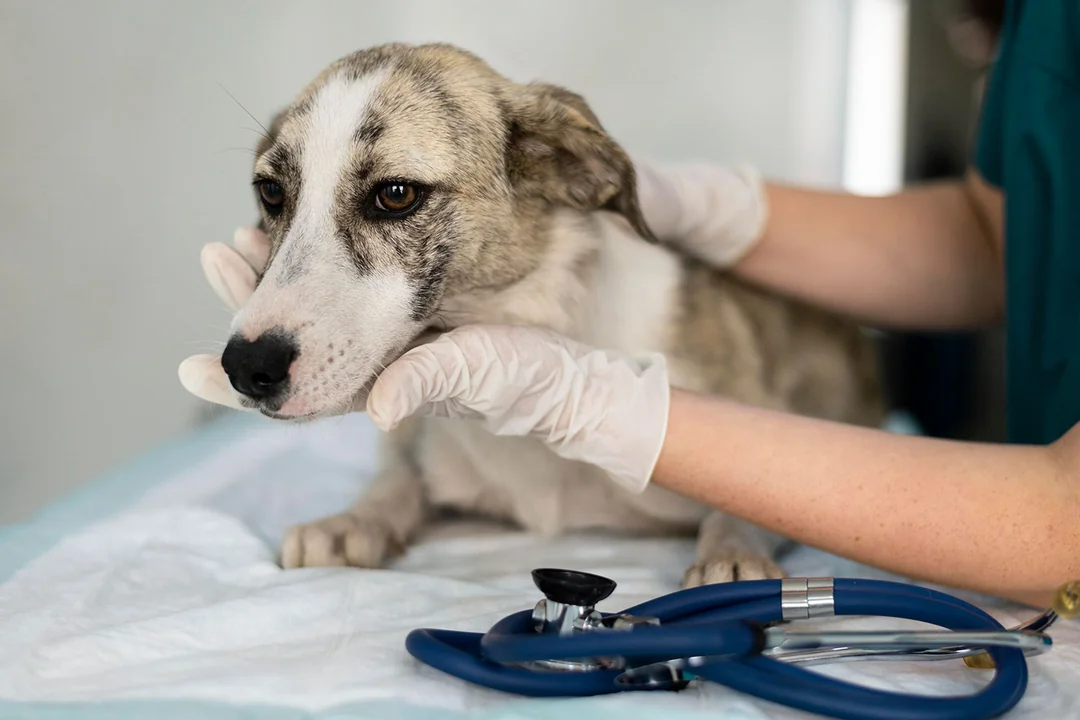 Köpeklerde Astım Nedir?